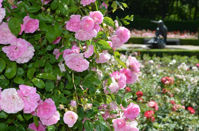 Britzer Garten Aktivitäten bei schönem Wetter Top10berlin
