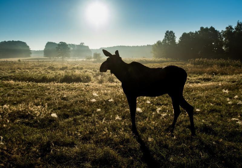 Wildpark Schorfheide mit Kletterpark