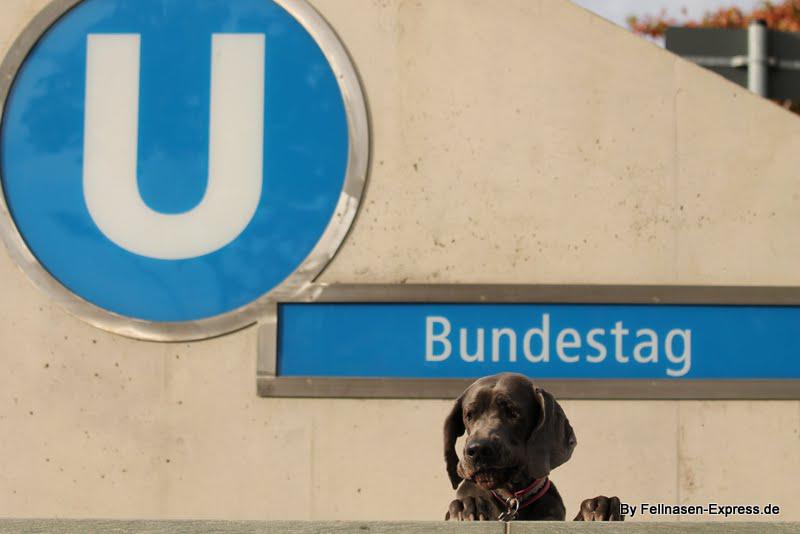 Foto: berlin mit hund | Fellnasen-Express.de