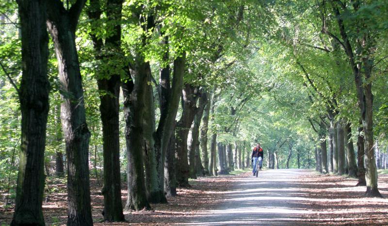 Trimm-Dich-Pfad im Grunewald