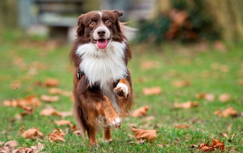 Hundeauslaufgebiet Stadtpark Spandau