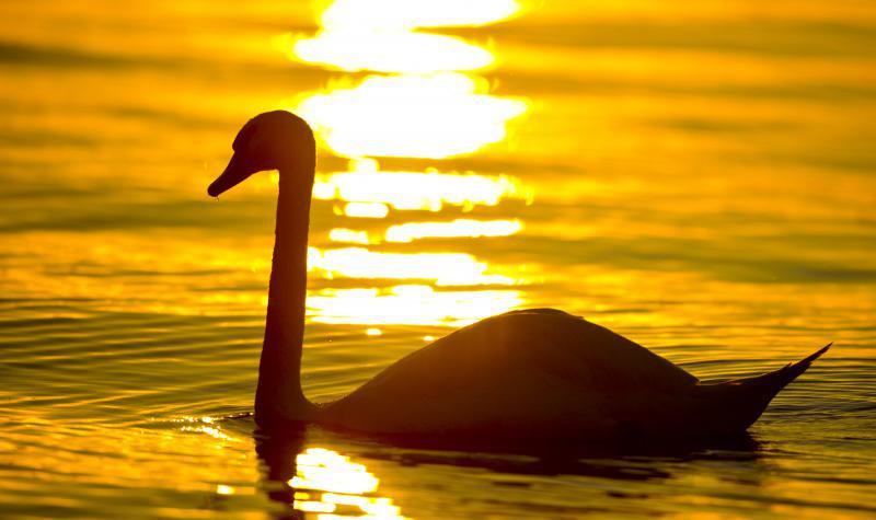 Schwan auf dem Müggelsee