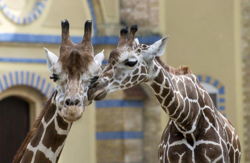 Foto: Zoo Berlin