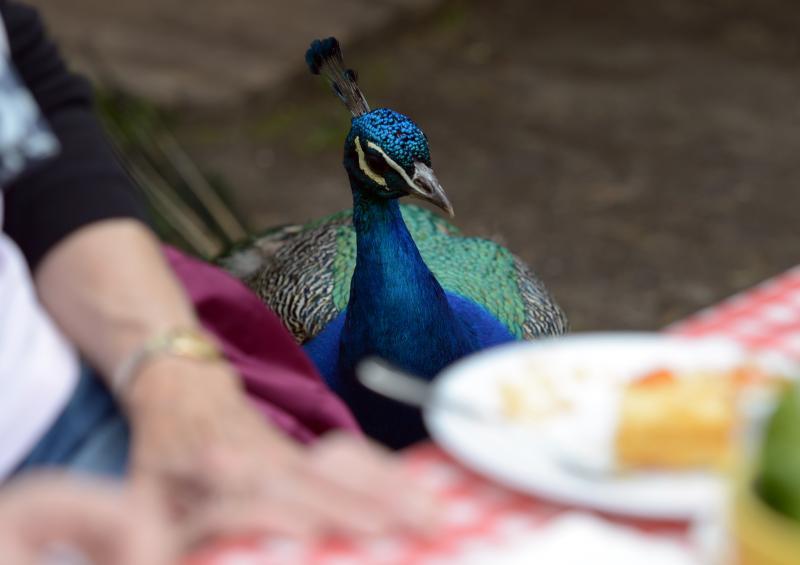 Picnic on Pfaueninsel