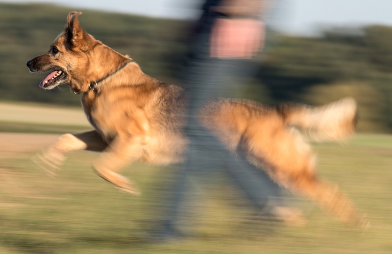 Hundeauslaufgebiet Nikolskoe