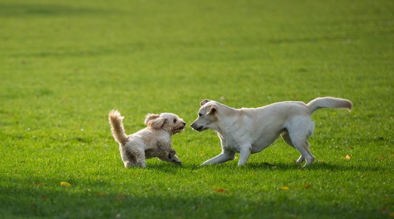 Hundewiese im Volkspark Friedrichshain