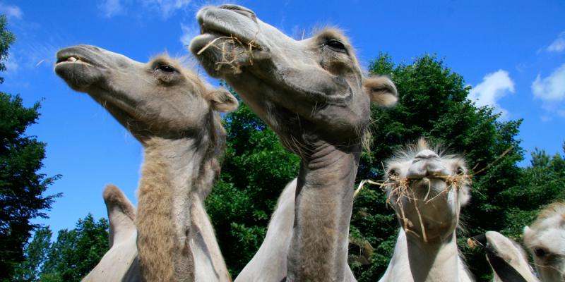 Camel riding at Kamelhof Nassenheide