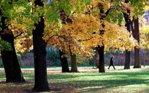 Foto: Joggingstrecke Treptower Park