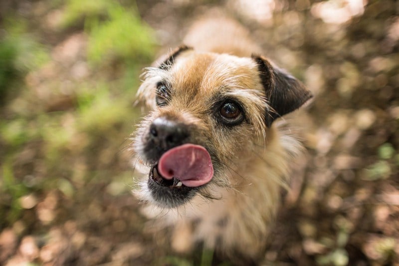 Hundeauslaufgebiet Kladow