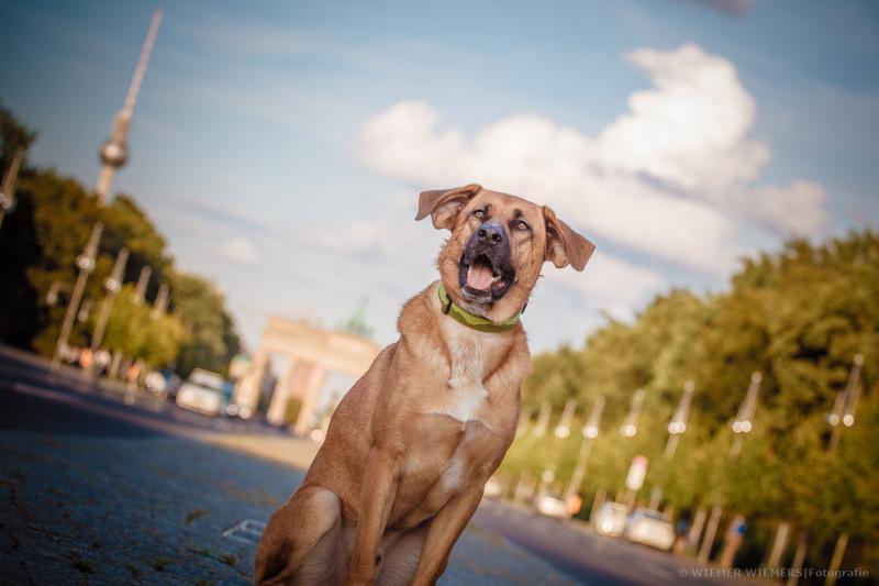 Foto: Berlin mit Hund | Nils Wiemer Wiemers